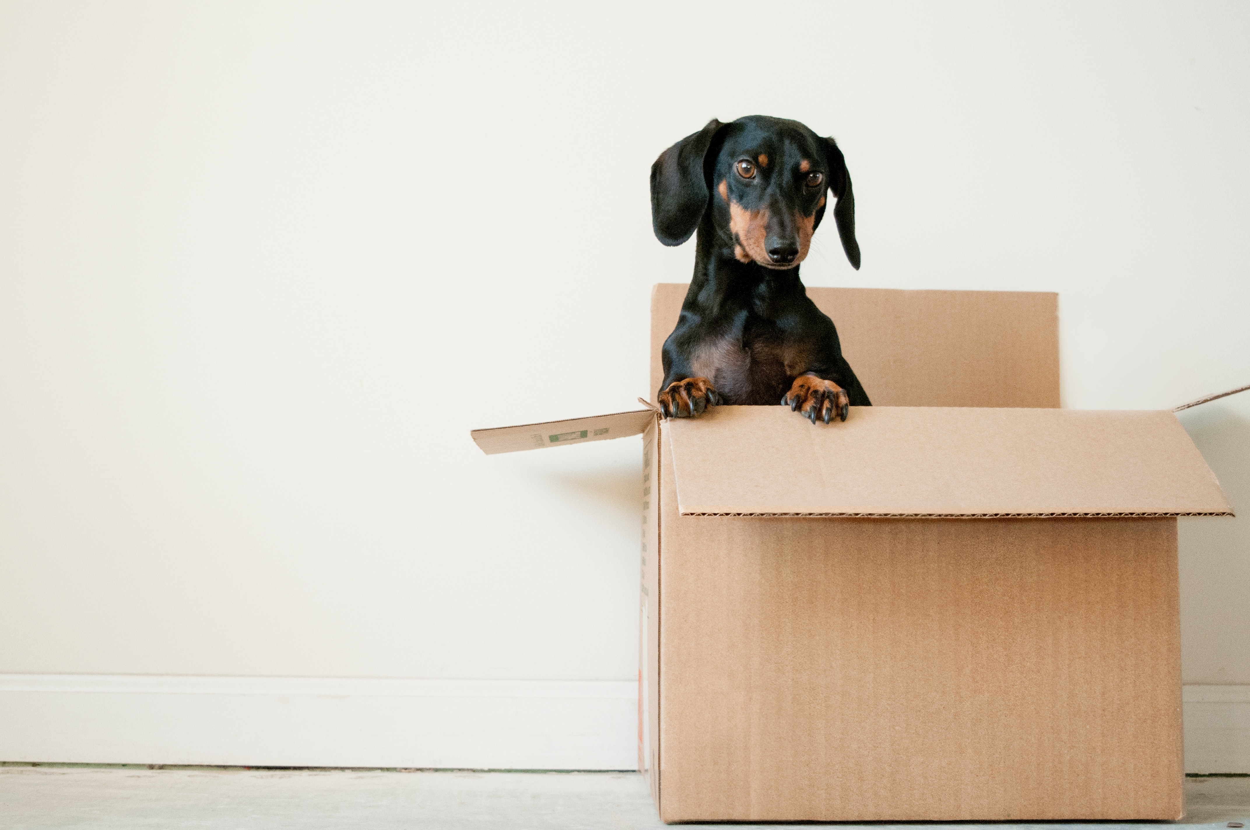 dog in moving out box